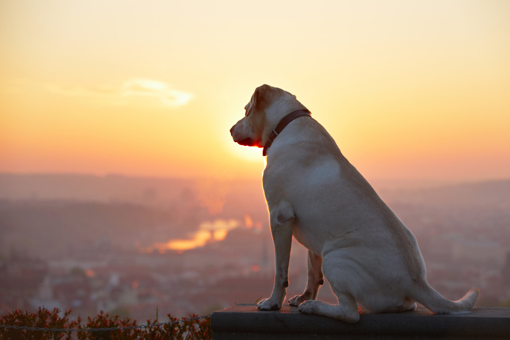 A dog sitting by the sunset