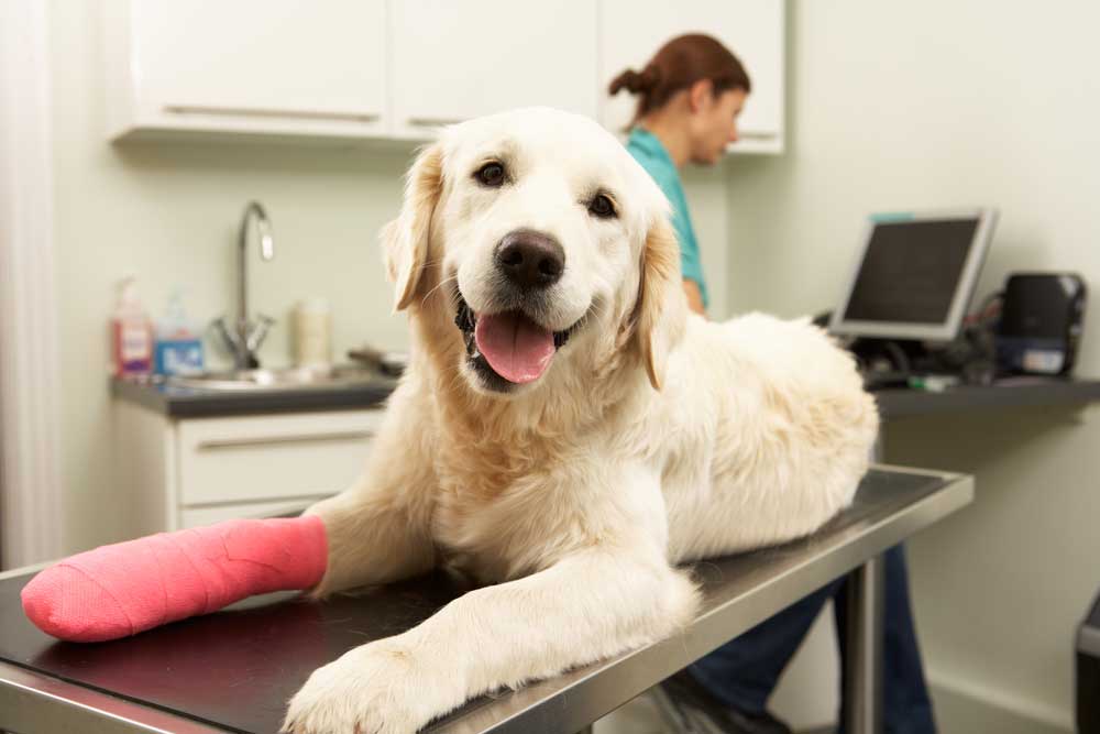 Image of white dog with a leg with pink bandage