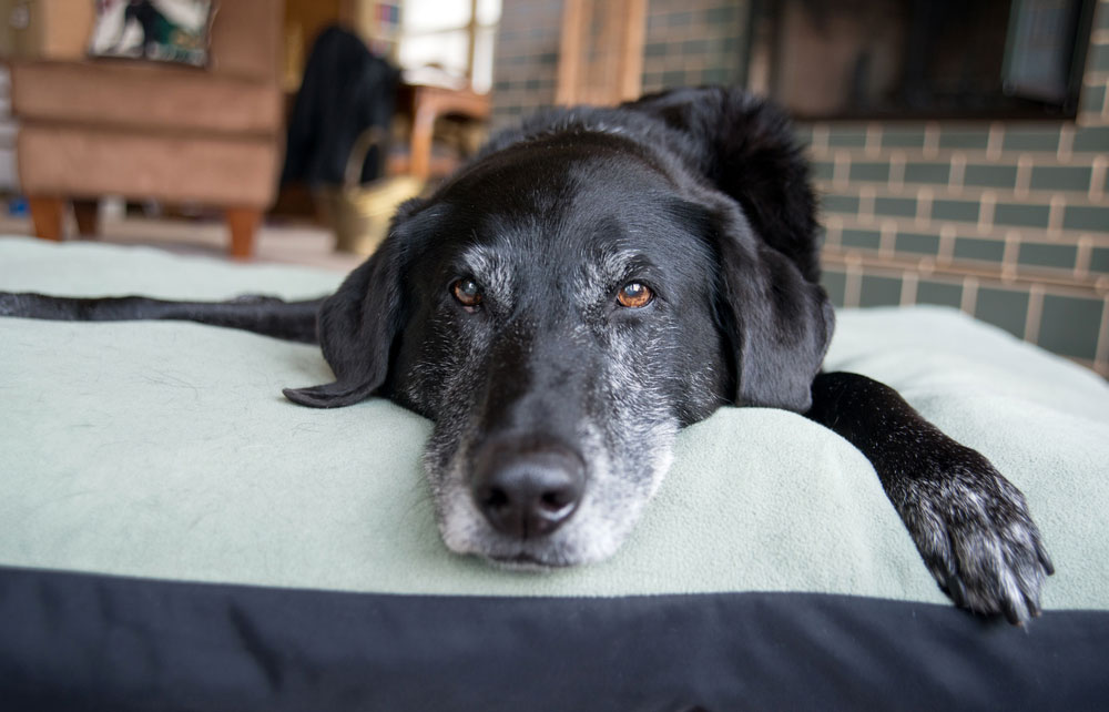 Image of black dog lying on the bed