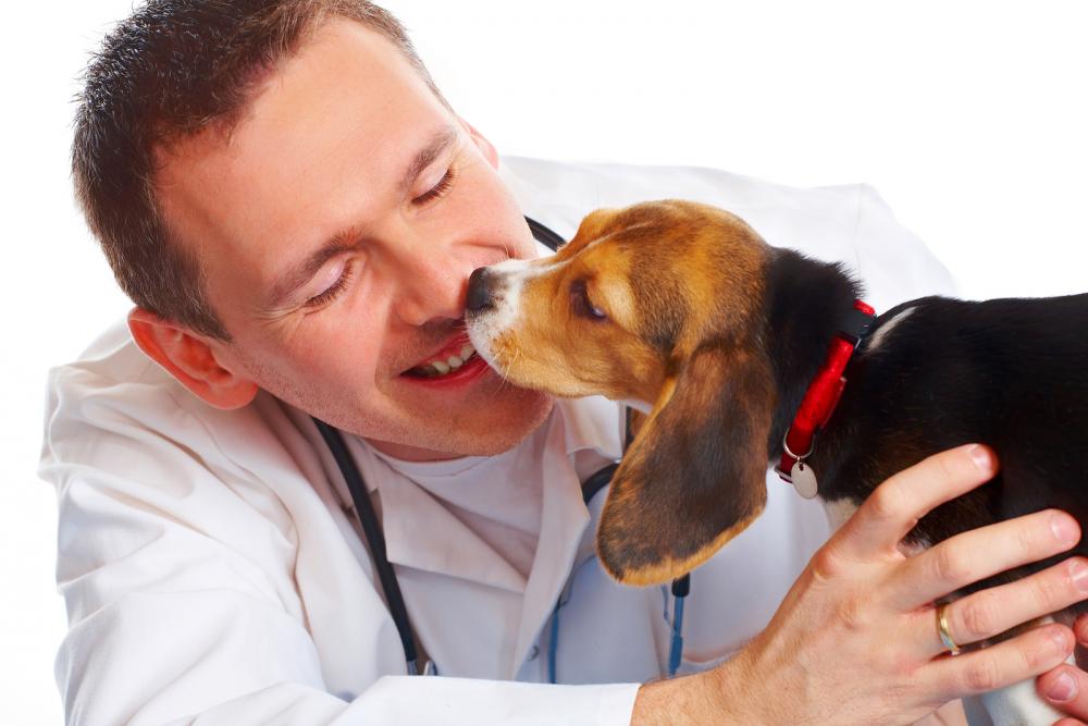 Beagle puppy getting treatment from his veterinarian.