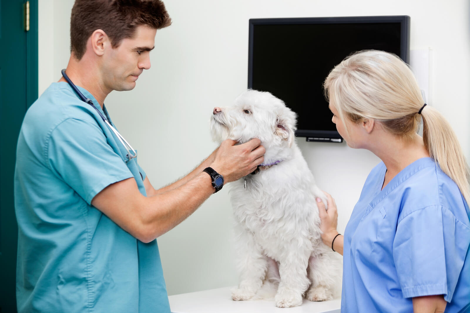Dog with two veterinarians