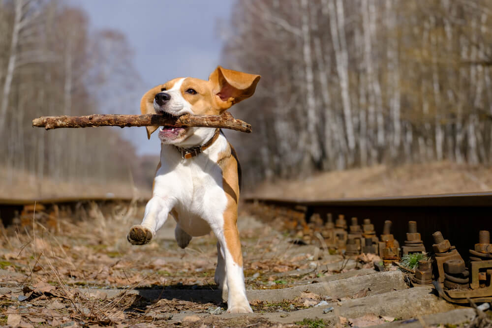 dog running with stick after orthopedic surgery